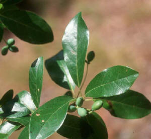 Black Gum (Swamp Tupelo)-Nyssa sylvatica biflora